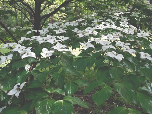 dogwood tree with white flowers