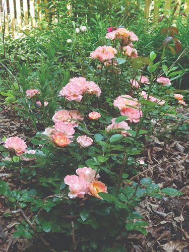garden with pink roses