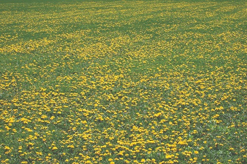 field full of yellow flowers