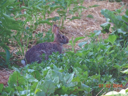 rabbit in a garden