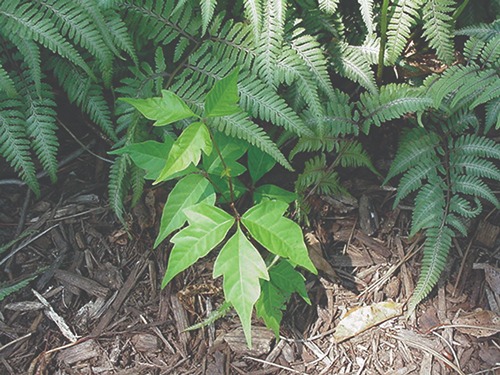 Poison Ivy plant