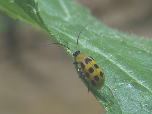 beetle on a leaf  