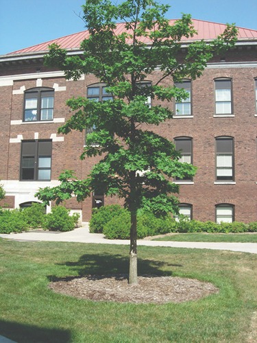 small tree in front a building