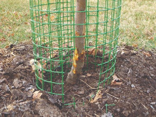 tree with net around