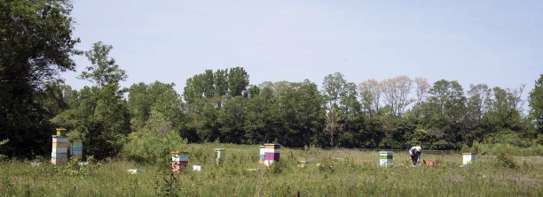 beehives on a field 