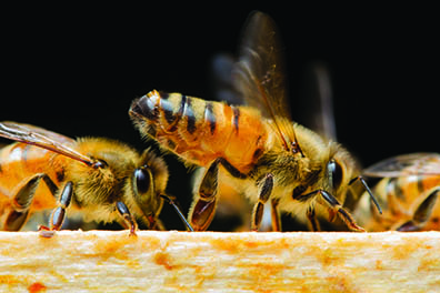 The Mechanics of Pellet-Carrying Honey Bees