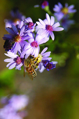 bee-on-aster2