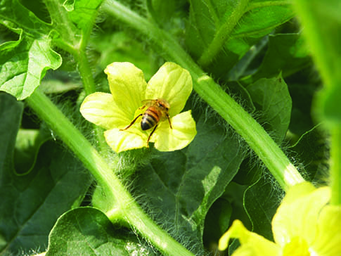 cucurbit-blossom-with-a-bee
