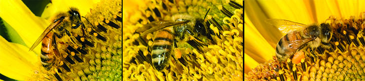 honeybeeside