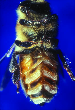 wax-scales-on-bee