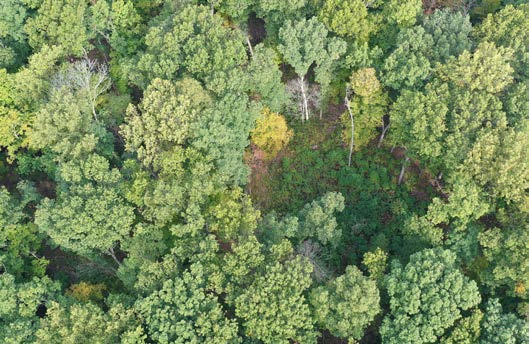 Canopy gaps in vegetation