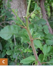 American pokeweed