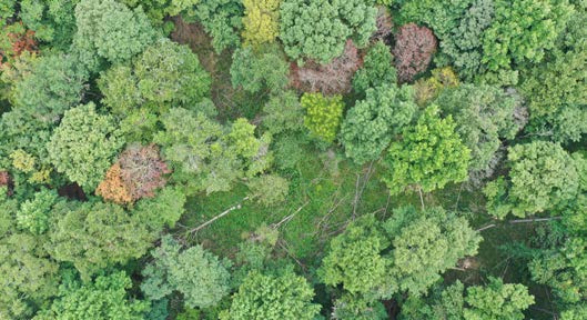 A forest with felled trees and standing snags, left to provide habitat for wildlife like bats and woodpeckers during a wildlife retention cut.