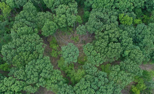 Bird’s-eye view of a crown-released oak with more growing space than surrounding trees.