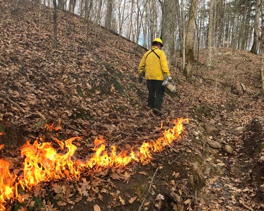 A professional conducting a prescribed fire in a forest carefully 