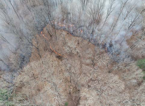 White-Tailed Deer Habitat