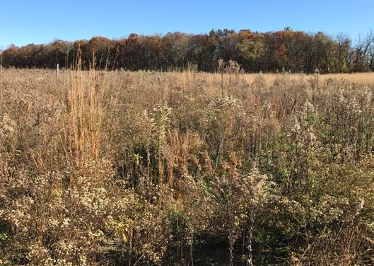 a mix of grasses, forbs, and shrubs