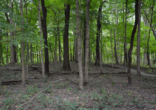 sugar maples trees