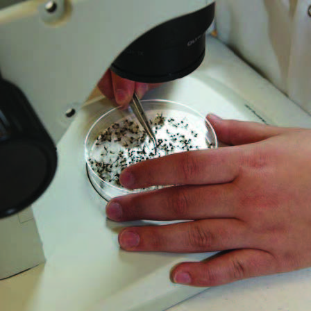  petri dish holds mosquitos ready for study 