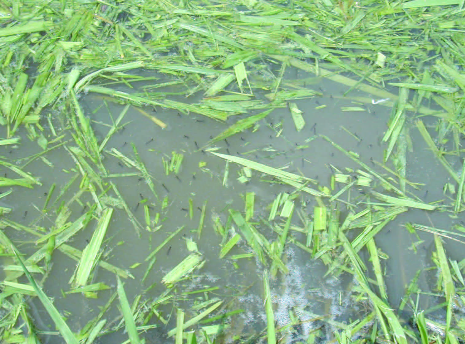 mosquitoes breeding site in a water body