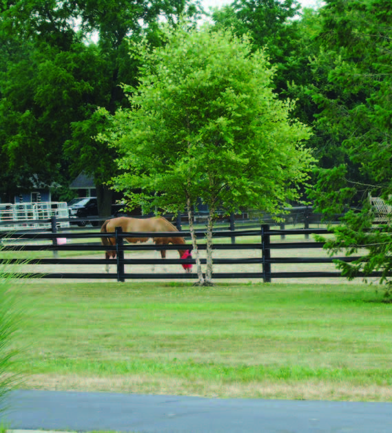 horse in a stable