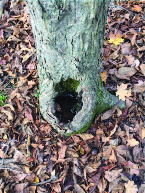 tree trunk with water