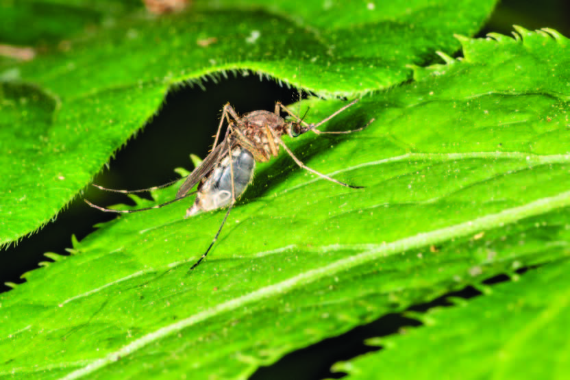 A female mosquito rests amongst leafy vegetation