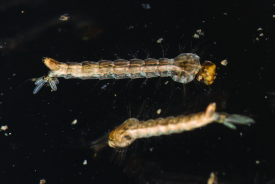 Larvae obtain oxygen from the atmosphere through a siphon that breaks the water surface.