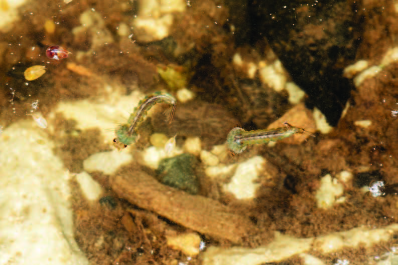 larva in water bucket