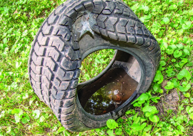 Water accumulated in old tires with mosquitoes