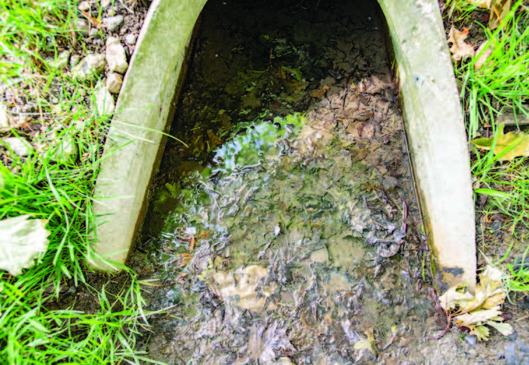 mosquito breeding site