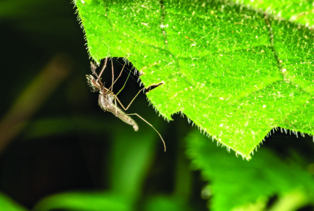 Male mosquito on a leaf