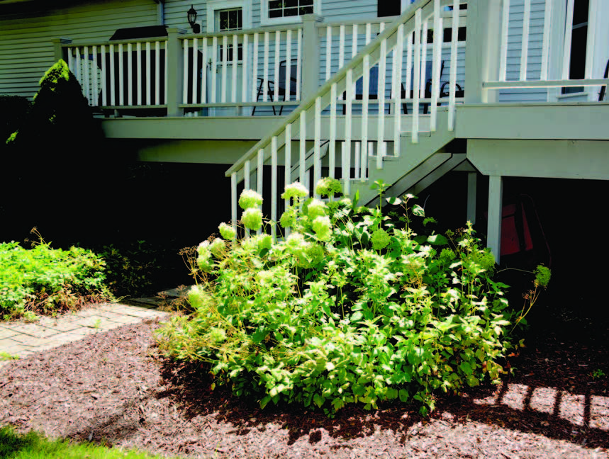 plantations under the deck of a house