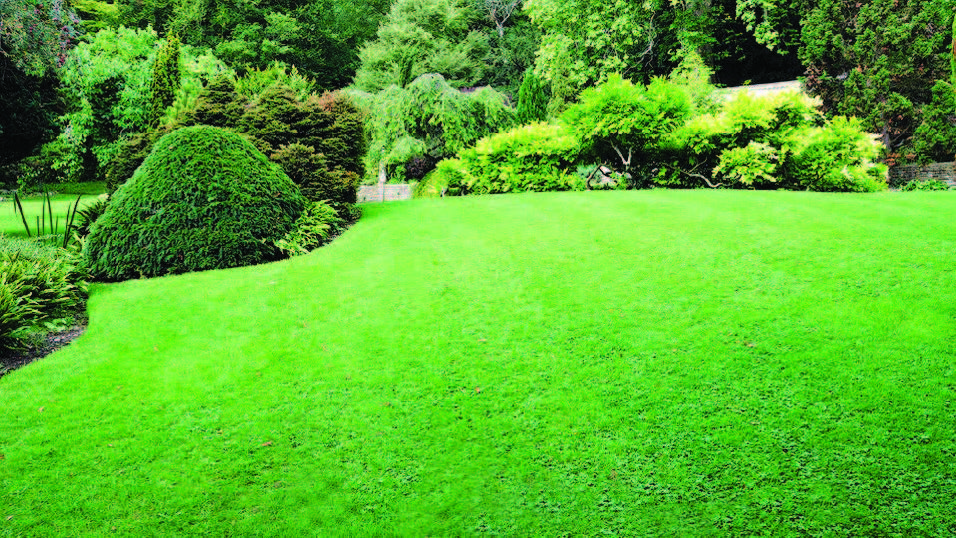 lawn with shrubs