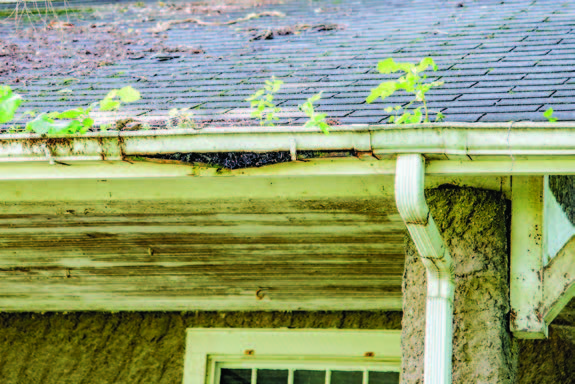 On some properties, clogged and broken gutters can create harborage for adult mosquitoes.