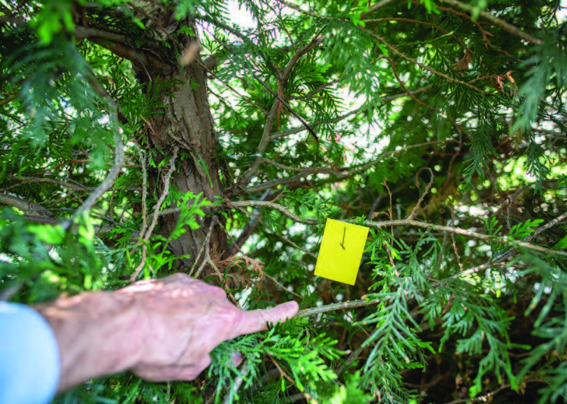 Person pointing to an area around a brush line with a yellow card that is not affected by the spray