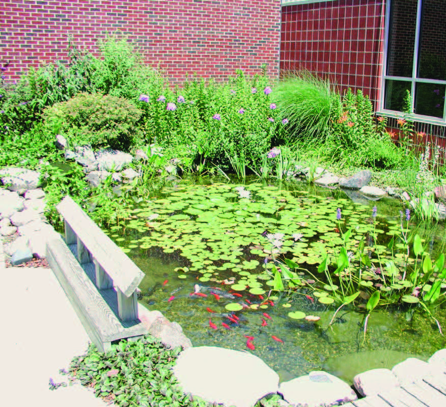 Pond with fish in it