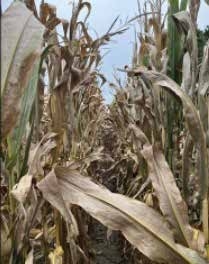 A fungicide application to corn failed to control the pathogen because of incomplete overlap and ineffective spray coverage.