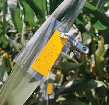 This photo shows a spray width testing card showing deposition after being sprayed by a drone.