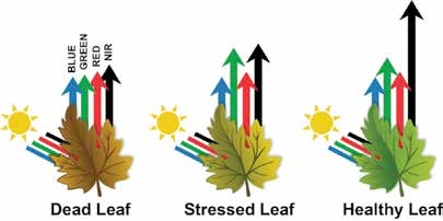 Healthy plants absorb blue light and reflect green light. Image from midopt.com/healthy-crop.