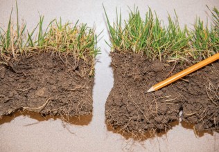 Samples of grass being compared