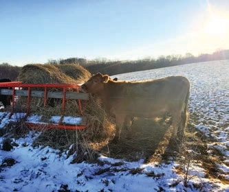 cow grazing on hay