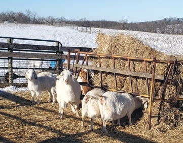 sheep grazing hay