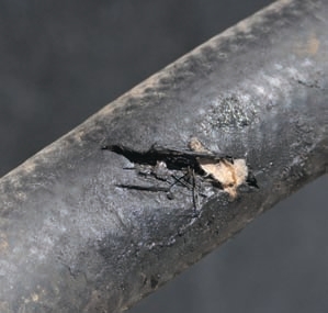 When oil or grease remain on a hose, it can create soft spots that weaken a hose’s integrity.