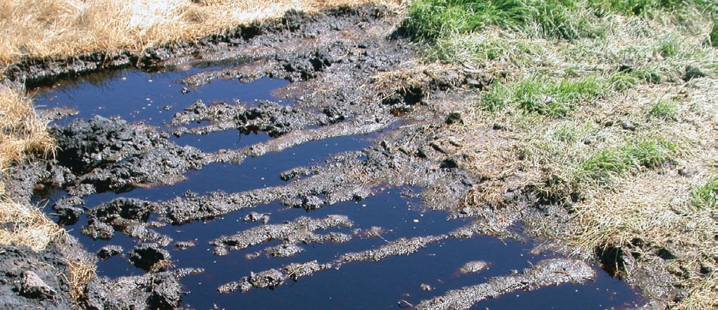 polluted waterbody