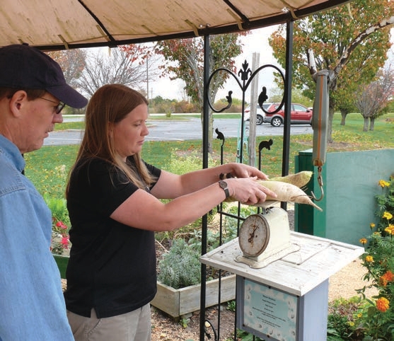 Volunteer weighing vegetables