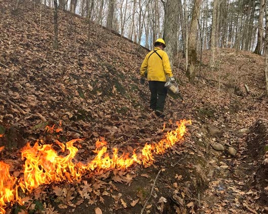 A professional conducting a prescribed fire in a forest carefully