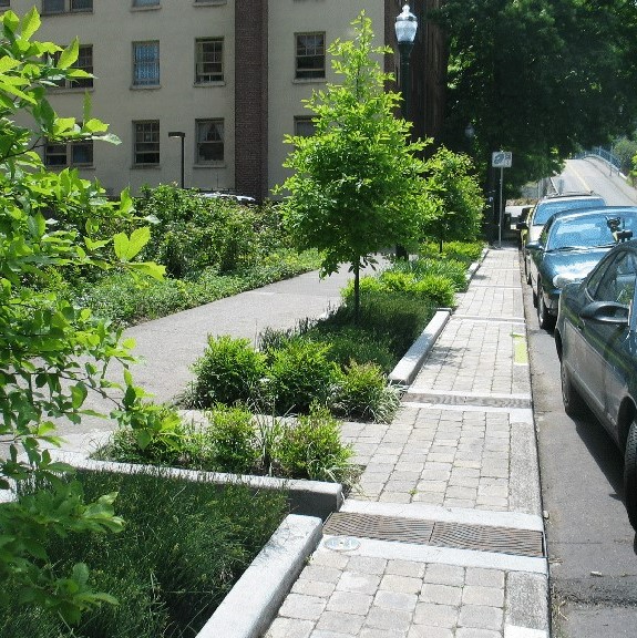 Sidewalk with greenery lined by cars.
