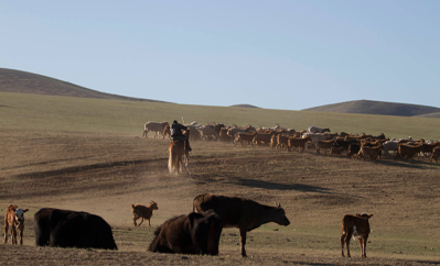Mongolian herders