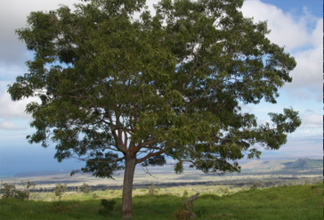 Koa tree